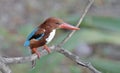 White throated kingfisher waiting for a fish Royalty Free Stock Photo