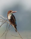 White throated kingfisher Royalty Free Stock Photo
