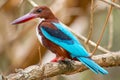 White-Throated Kingfisher, Wilpattu National Park, Sri Lanka