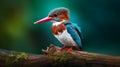 The White throated Kingfishers Serene Encounter