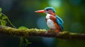 The White throated Kingfishers Serene Encounter