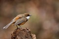 White Throated Laughing Thrush or Garrulax albogularis Royalty Free Stock Photo