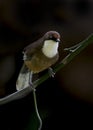 White-throated laughingthrush