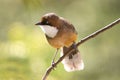 White-throated laughingthrush