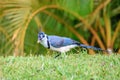 White-throated magpie-jay bird feeding on a moth Royalty Free Stock Photo