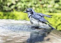 White throated Magpie Jay having a bath