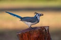 White-throated magpie-jay