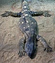 White-throated monitor 1 Royalty Free Stock Photo