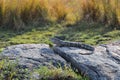 White-throated monitor in the Kruger National Park, South Africa Royalty Free Stock Photo