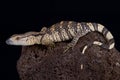 White-throated monitor Varanus albigularis albigularis Royalty Free Stock Photo