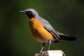 White-throated Robin Royalty Free Stock Photo