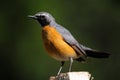 White-throated Robin