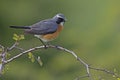 White-throated Robin