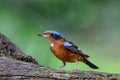 White-Throated Rock-Thrush Royalty Free Stock Photo