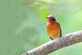 White-throated rock thrush bird Royalty Free Stock Photo
