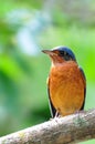 White-throated rock thrush bird Royalty Free Stock Photo
