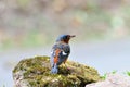 White-throated rock thrush bird Royalty Free Stock Photo