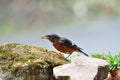 White-throated rock thrush bird Royalty Free Stock Photo