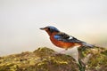 White-throated rock thrush bird Royalty Free Stock Photo