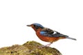 White-throated Rock Thrush bird Royalty Free Stock Photo