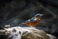 White-throated rock-thrush bird Royalty Free Stock Photo