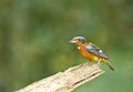 White-throated Rock-thrush, Bird of Thailand Royalty Free Stock Photo