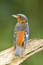 White-throated Rock-thrush, Bird of Thailand Royalty Free Stock Photo