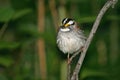 White throated sparrow Royalty Free Stock Photo