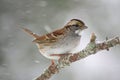 White Throated Sparrow Royalty Free Stock Photo