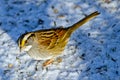 White-Throated Sparrow Royalty Free Stock Photo