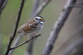 White-throated Sparrow