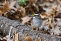 White-throated Sparrow Royalty Free Stock Photo