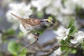 White-throated Sparrow With Apple Blossoms Royalty Free Stock Photo