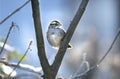 White Throated Sparrow frosty winter sunrise