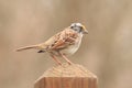 White-throated Sparrow Royalty Free Stock Photo