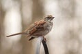 White-throated Sparrow Royalty Free Stock Photo