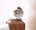 White Throated Sparrow