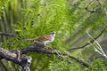 White-throated Sparrow perched Royalty Free Stock Photo