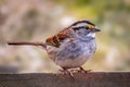 White Throated Sparrow perched on a fence Royalty Free Stock Photo