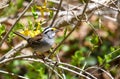 White throated sparrow perched on forsythia flower branch