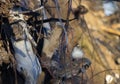 White throated sparrow perched in tangled woods Royalty Free Stock Photo