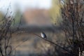 White throated sparrow perched in tangled woods Royalty Free Stock Photo