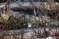 White throated sparrow perched in tangled woods Royalty Free Stock Photo