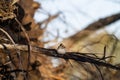 White throated sparrow perched in tangled woods Royalty Free Stock Photo