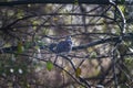 White throated Sparrow perched in a tree Royalty Free Stock Photo