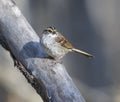 White Throated Sparrow Royalty Free Stock Photo