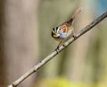 White throated sparrow perched Royalty Free Stock Photo