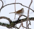A White Throated Sparrow After A Recent Snowfall Royalty Free Stock Photo