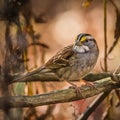 White Throated Sparrow Royalty Free Stock Photo