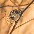 White-Throated Sparrow Royalty Free Stock Photo